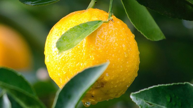 细胞培养代理解析：揭开高效细胞实验的神秘面纱**
